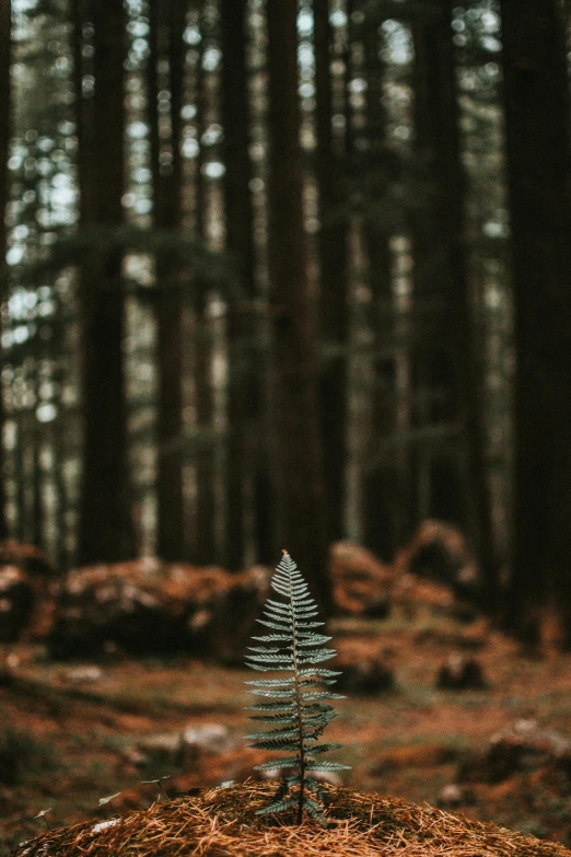 small christmas tree in a forest setting