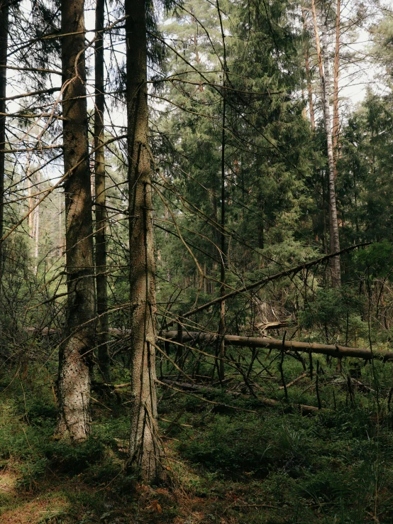 a tree line in a heavily forested area