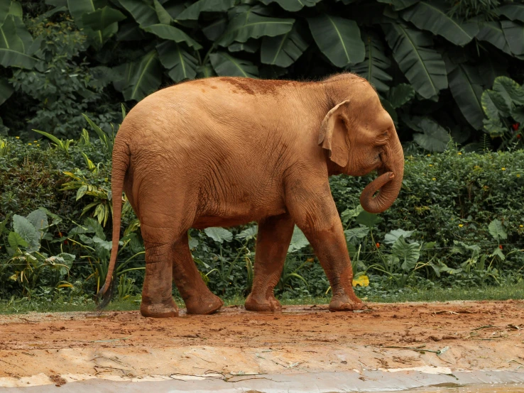 an elephant is walking away from the camera