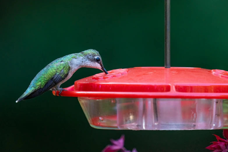 a hummingbird drinking at a bird feeder