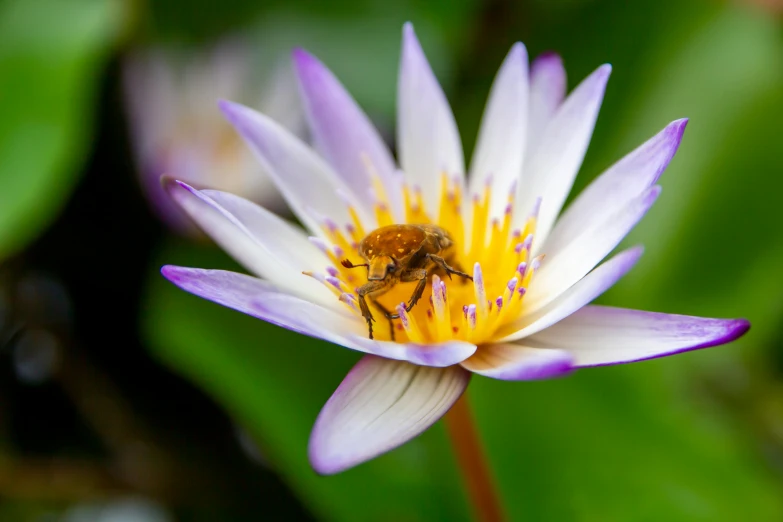 bee sitting on top of a flower with lots of water in it