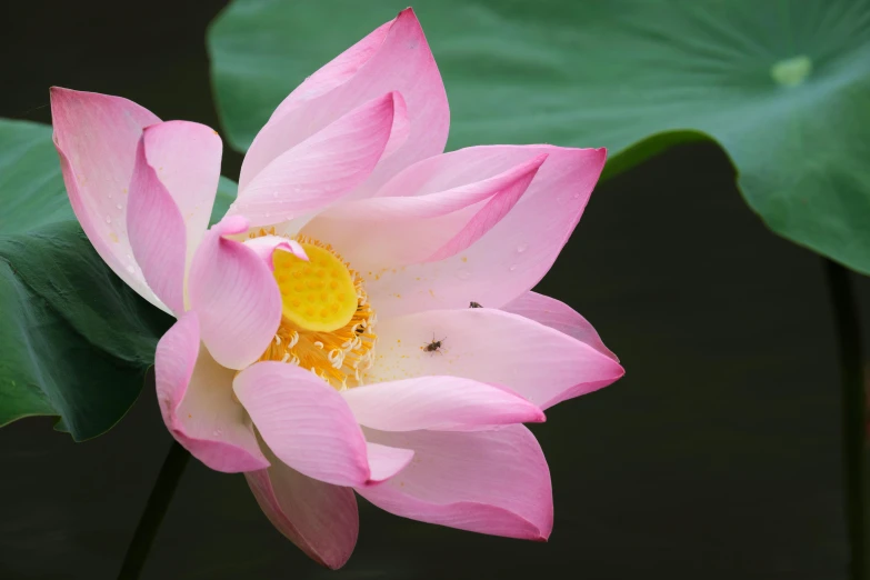 a lotus blossom is blooming on a bright day