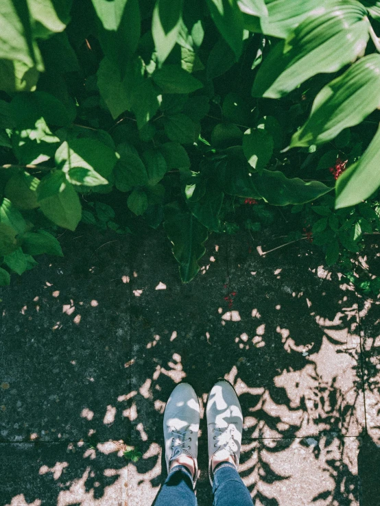 a person is standing on a path next to bushes