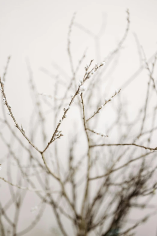 bare nches in the snow with white background