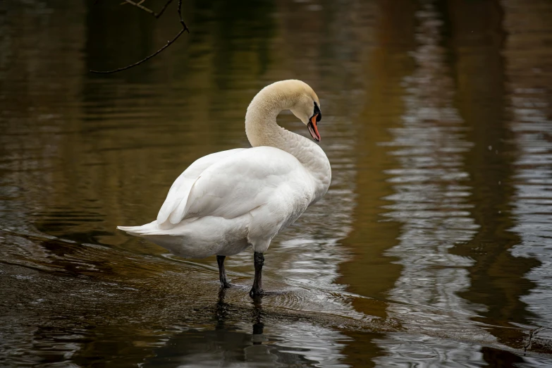 a white bird is swimming in the water