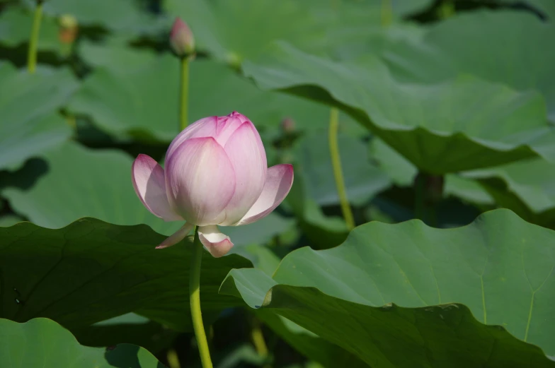 a pink flower blooming between green leaves