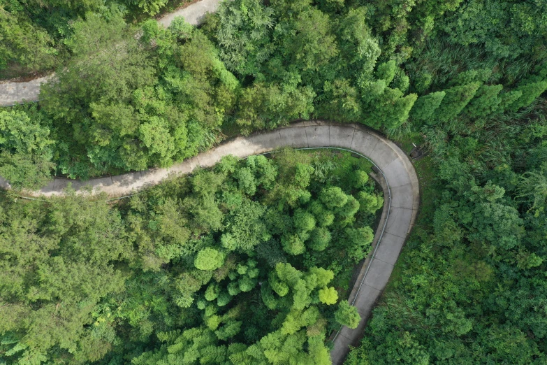 a curved road in the middle of a lush green forest