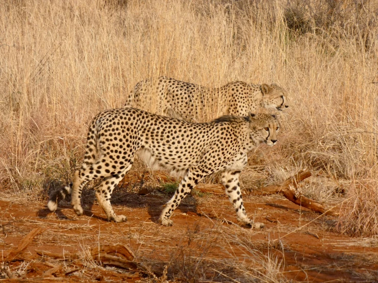 three cheetah standing on dried grass in a dry grass area