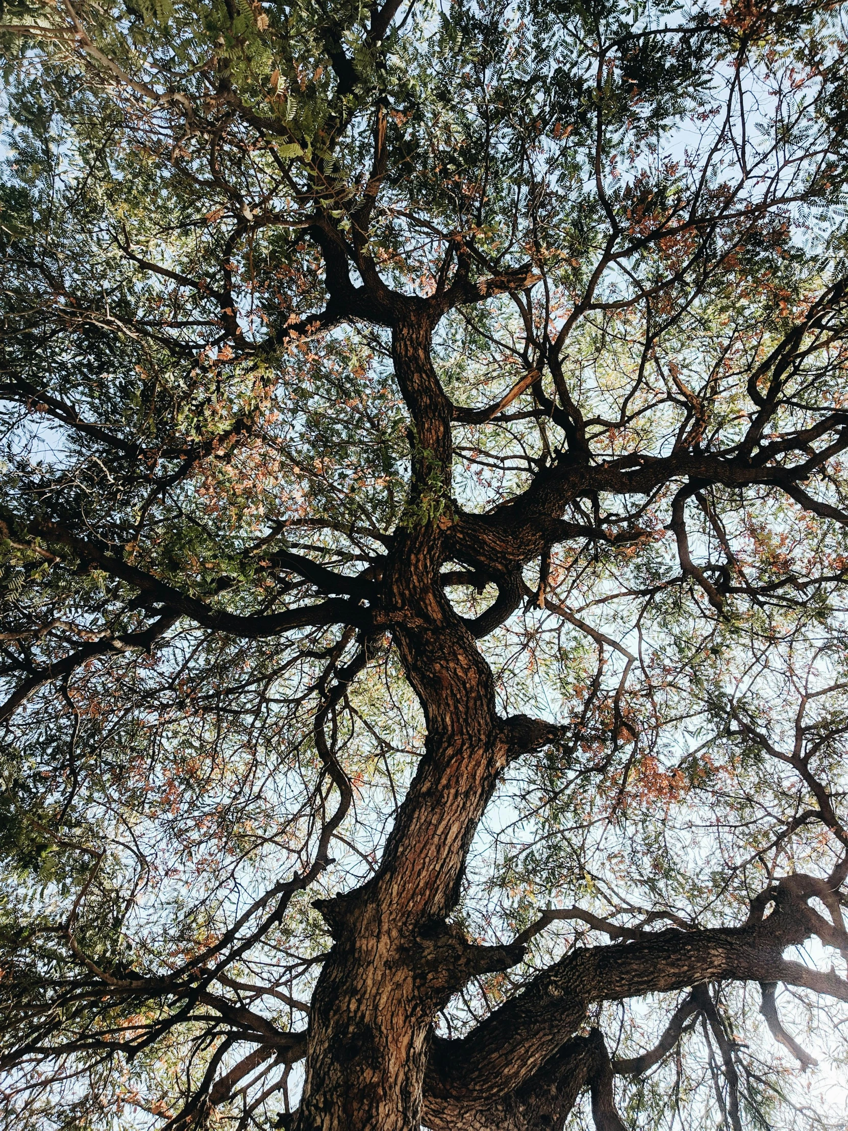 a large tree in the foreground with a sky background