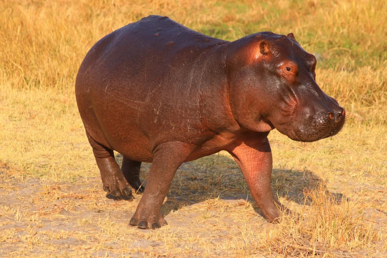 a hippopotamus walking across a dry grass field