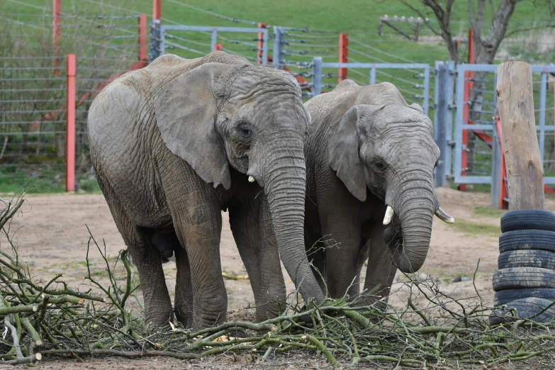 two elephants in a zoo are facing each other