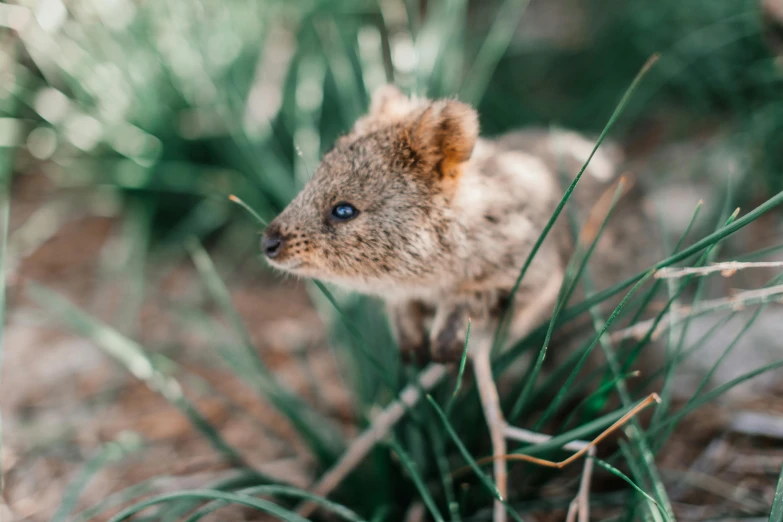 a small animal standing in the grass