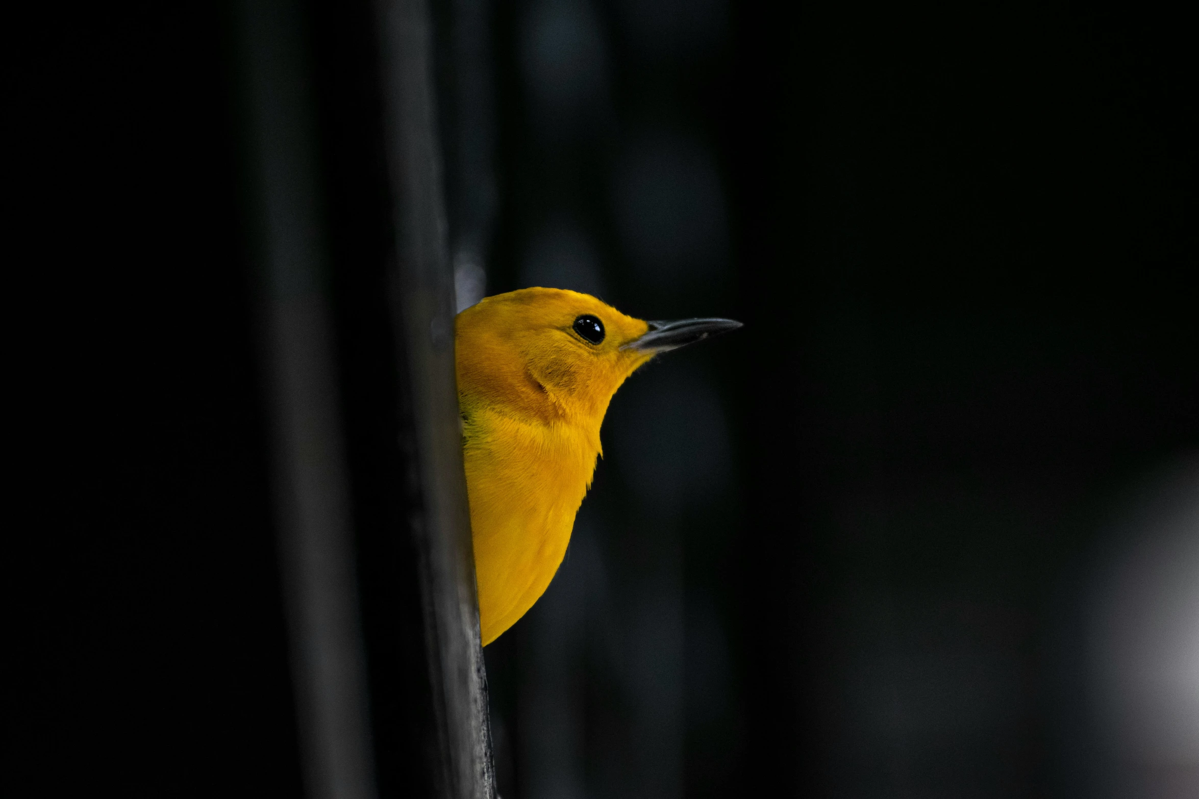 a bird on a wire and looking for soing