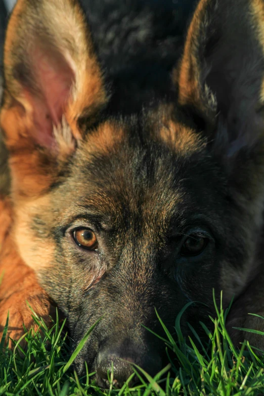 a dog is lying down in the grass looking towards the camera