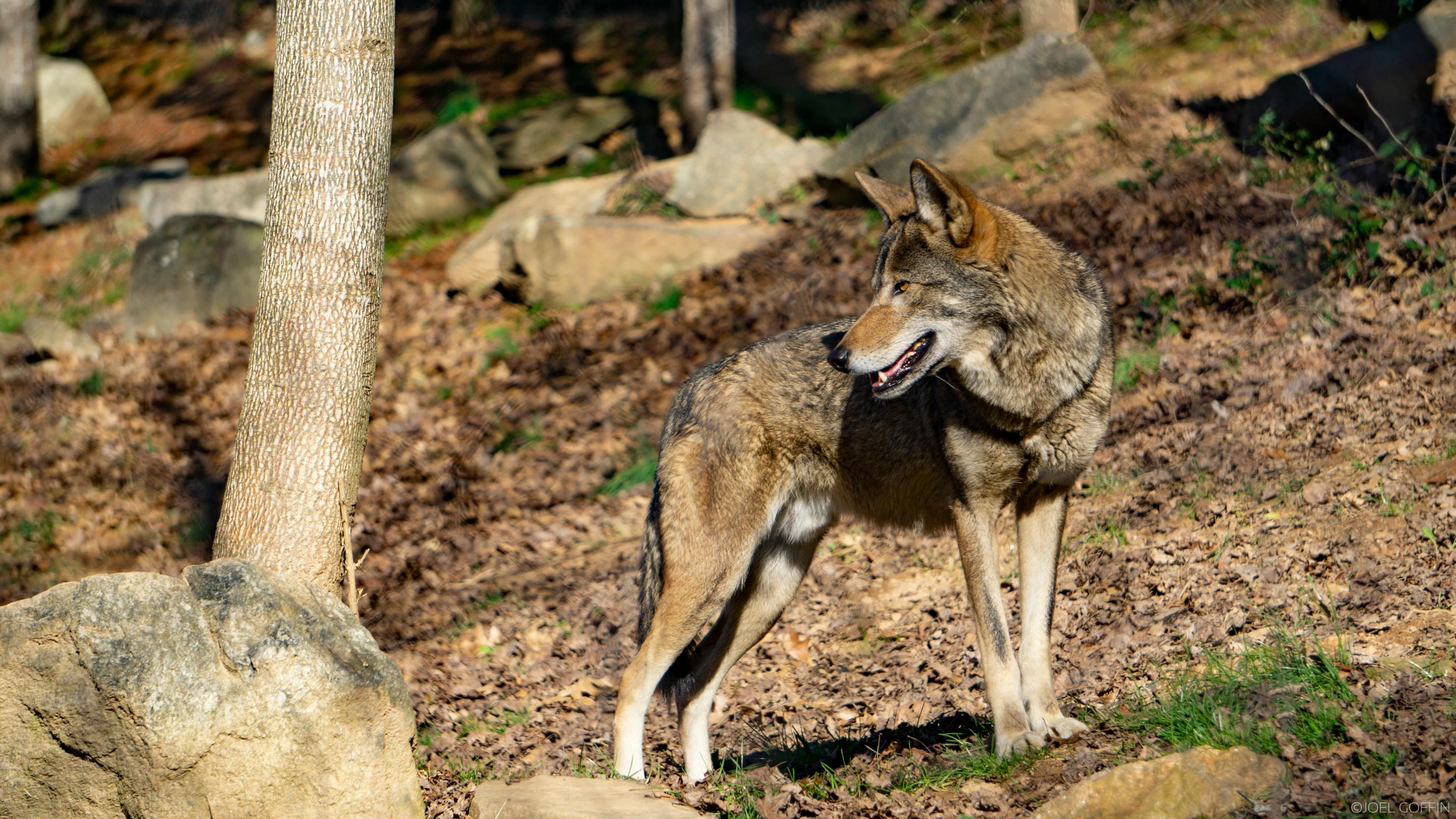 a wolf is standing on some grass near trees