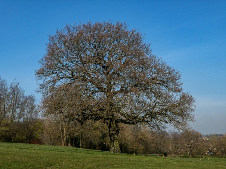 a huge oak tree stands in the middle of a field