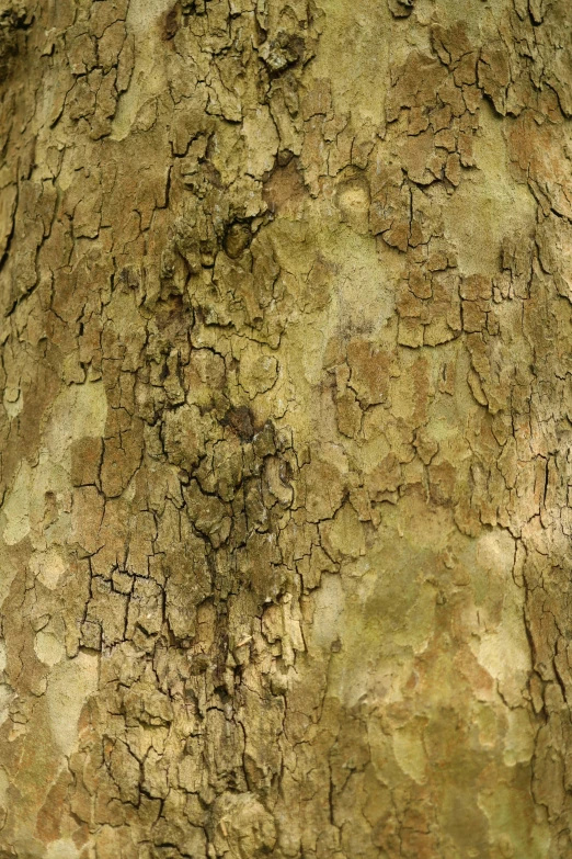 a closeup of the bark on a tree with spots