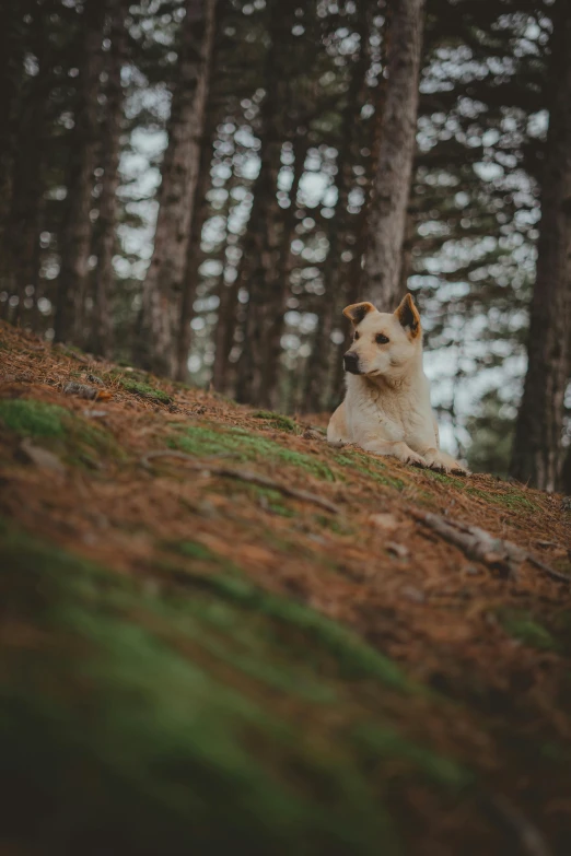 white and brown dog laying on grass in forest
