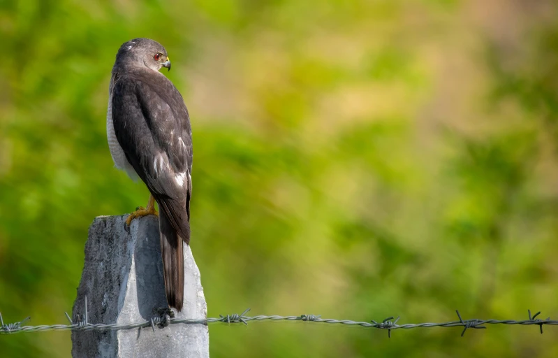 a hawk perched on the end of a barbed wire fence