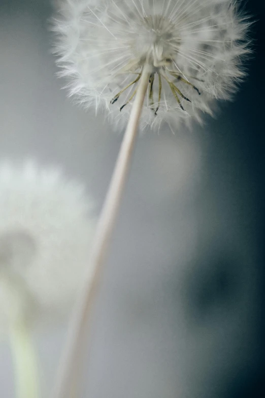 a dandelion flower that is growing against a gray sky