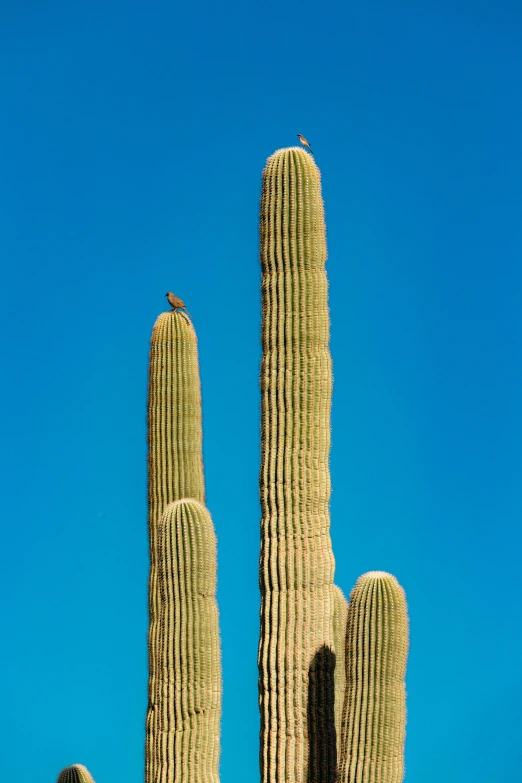 a cactus with two tall tall cacti