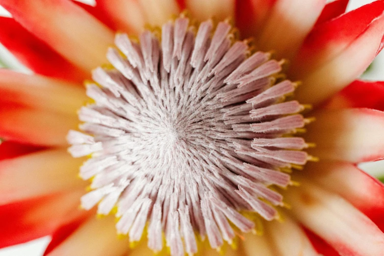 the petals and leaves of a flower, shown from above