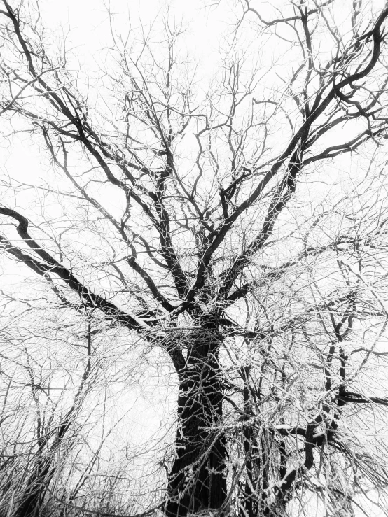 an oak tree is bare and bare as it stands in the snow