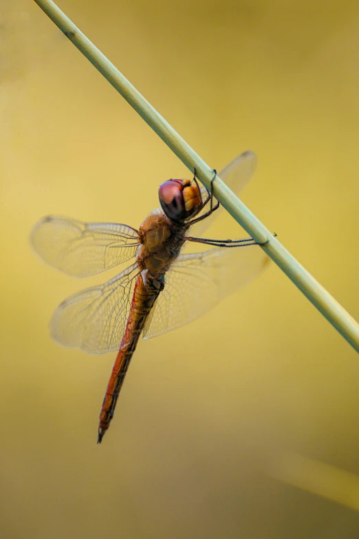 a close up of a bug on a stem