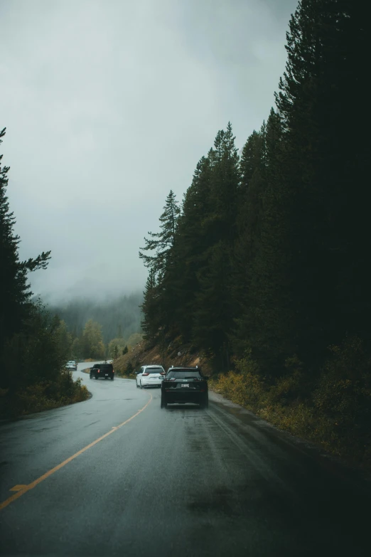 cars traveling down a road between trees on a foggy day