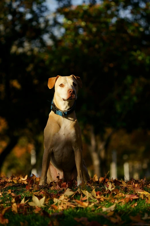 a dog sits on the ground with many leaves