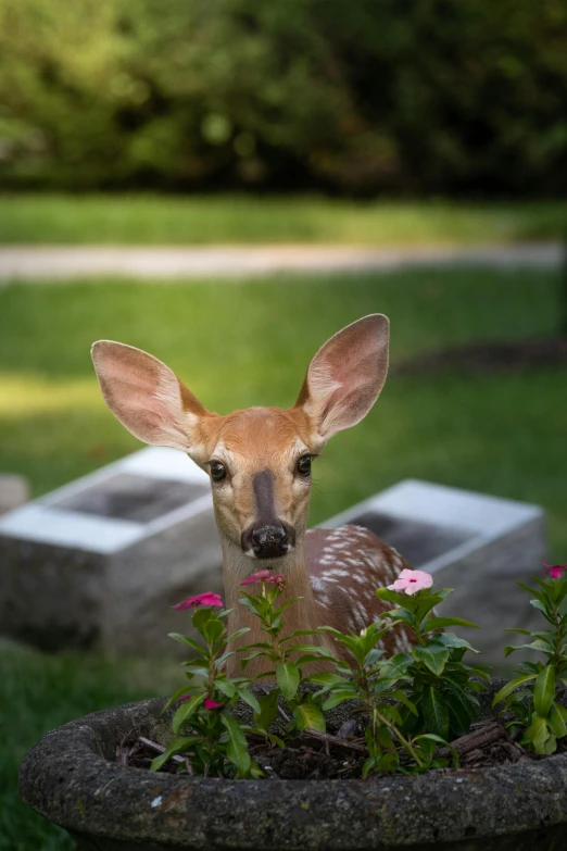 a young deer standing next to some flowers