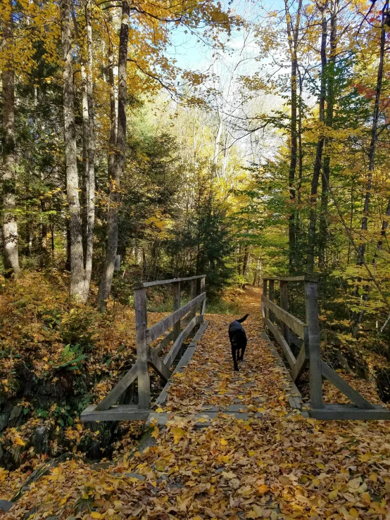 a black dog on a path in the woods with fall leaves