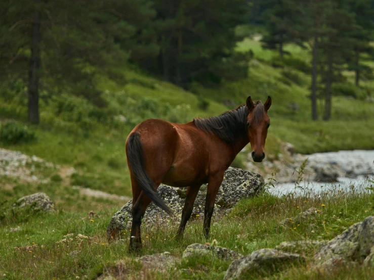 there is a horse standing in the grass