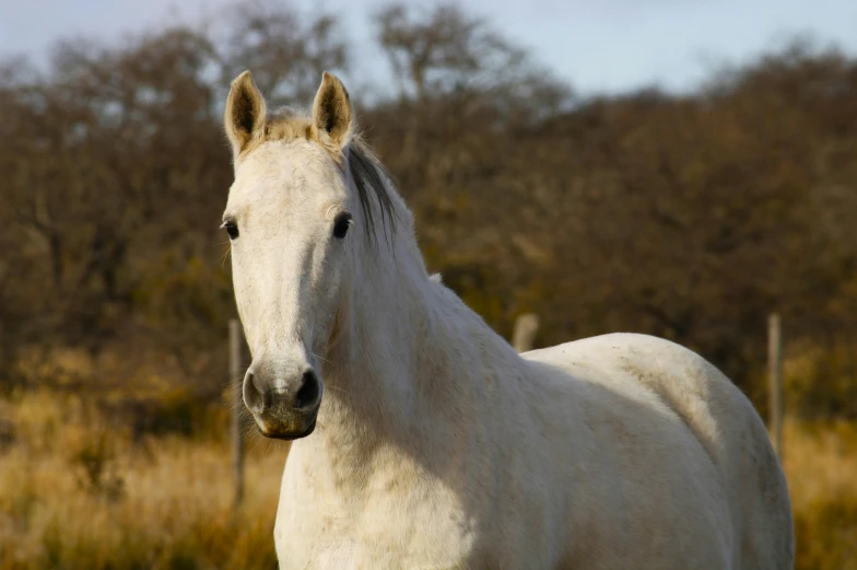 a white horse is standing in the pasture