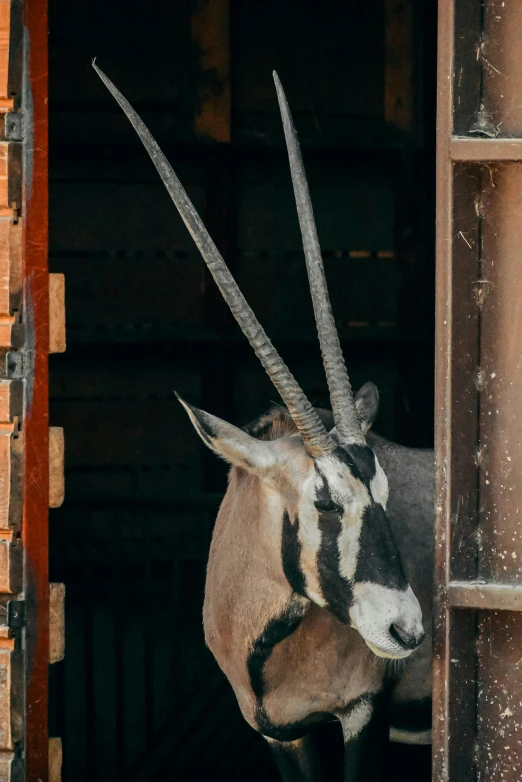 an antelope with large horns sticking its head out