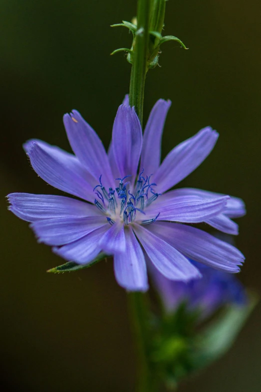 a blue flower sits atop the tall green stem