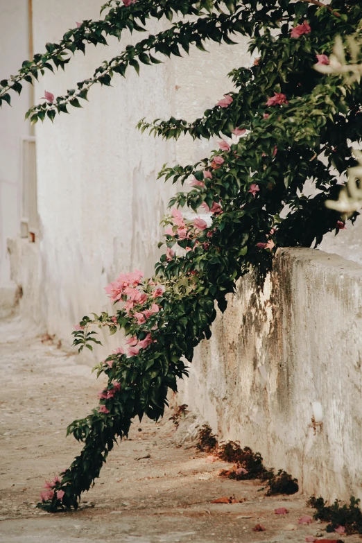 a wall with a flower growing on it