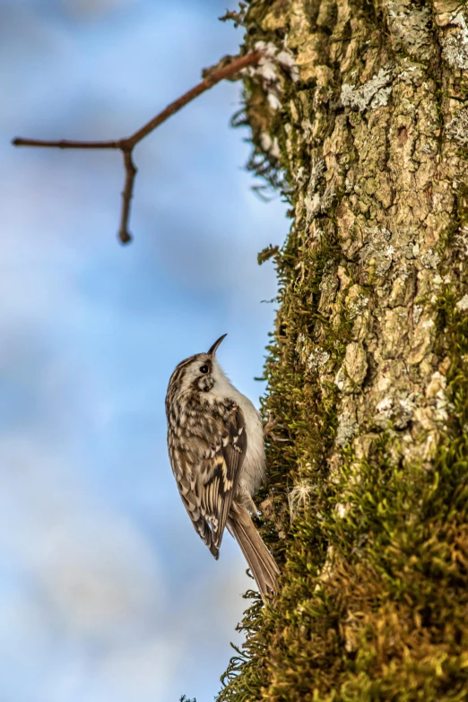 a small bird perched on the side of a tree