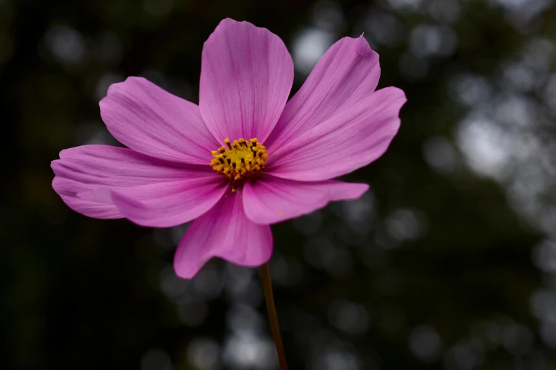 a pink flower sitting in front of some trees