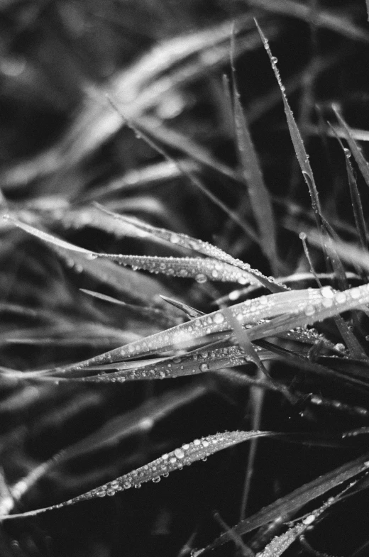 the closeup po of some grass with water droplets on it