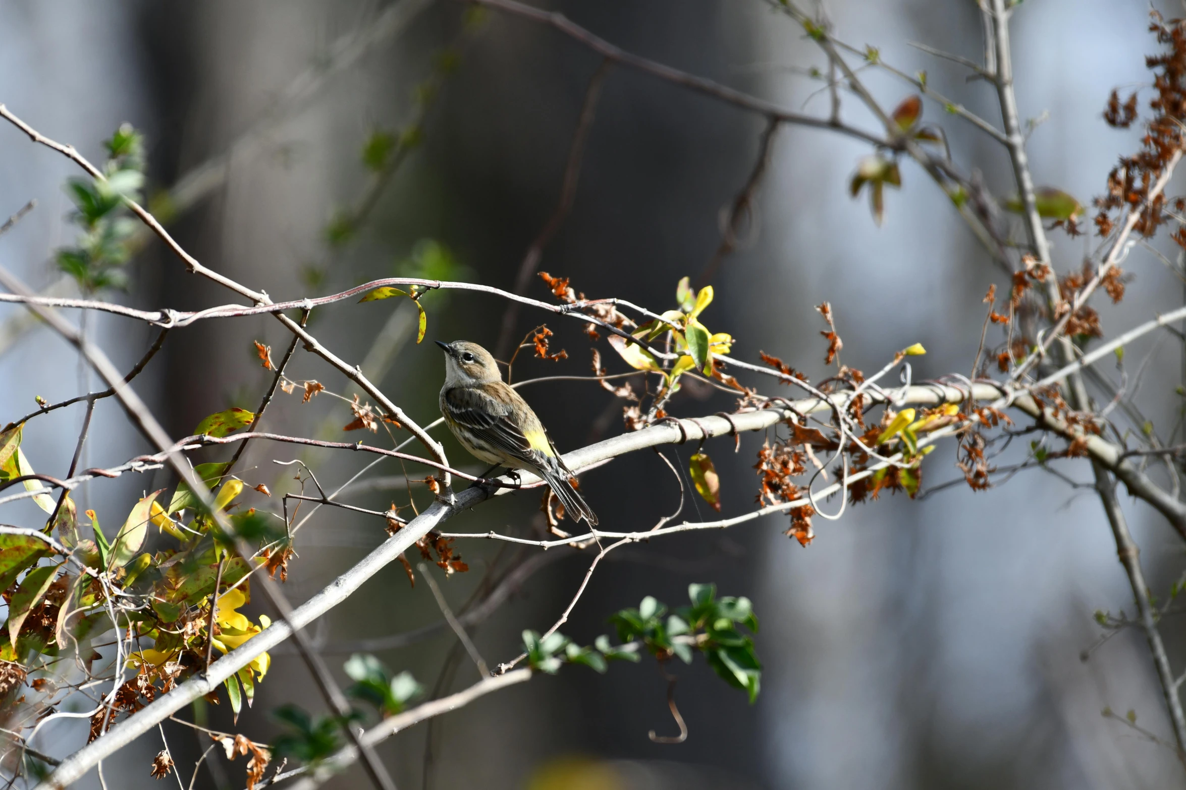 small bird on the nch of a tree with tiny leaves