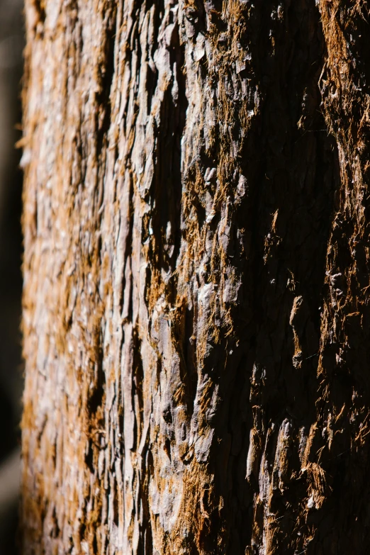 a close up picture of an old tree