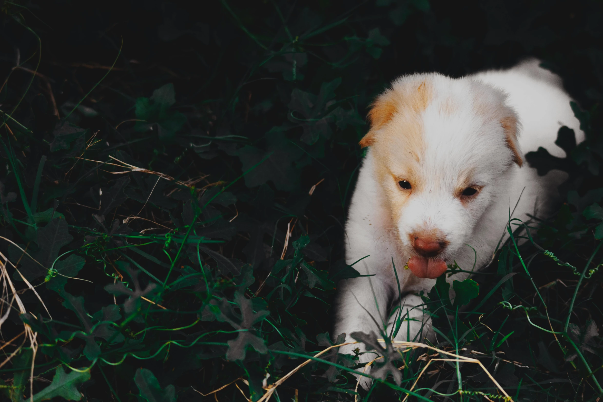 the small puppy is chewing on some grass