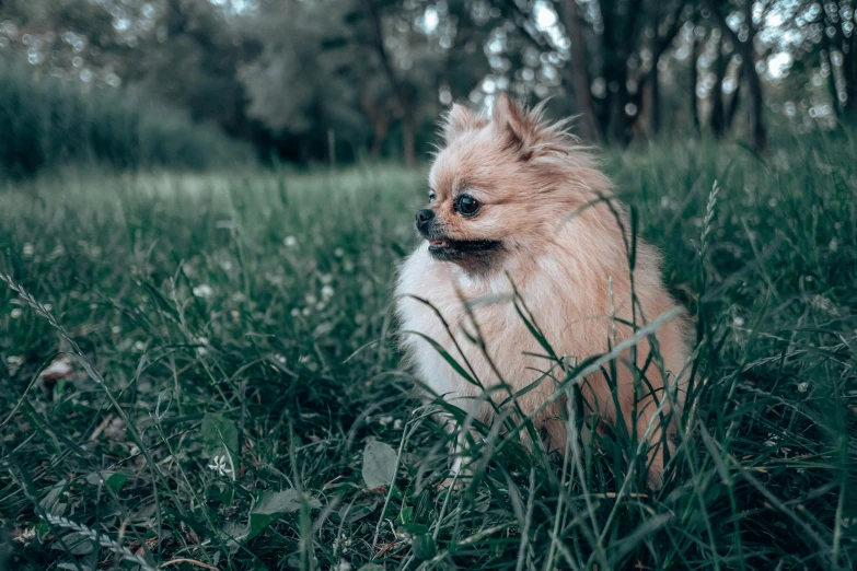 a little dog sitting in the middle of some tall grass