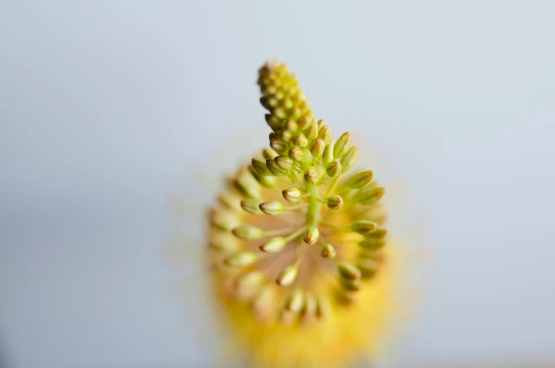 a close up view of a green and yellow flower