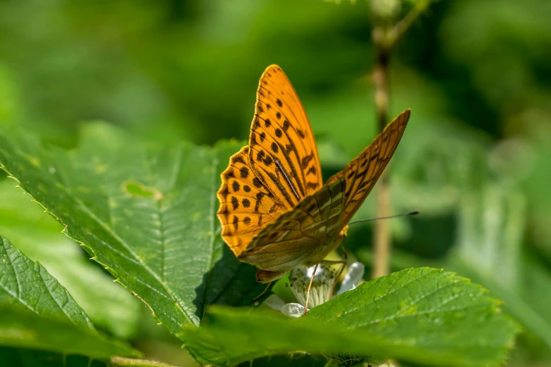 a orange erfly sitting on top of green leaves
