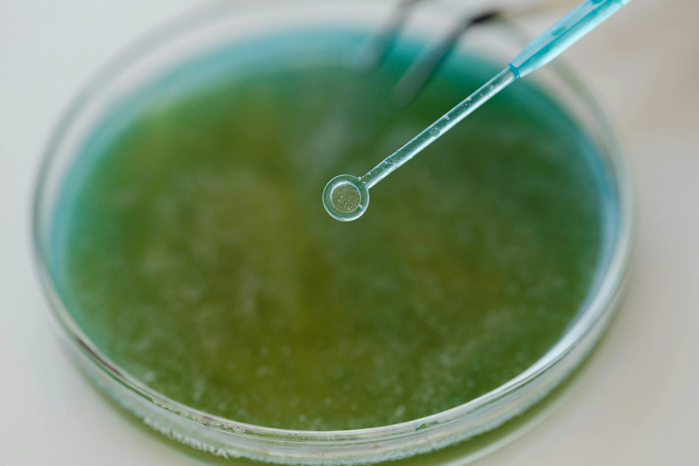 close up image of green liquid in a glass with two blue straws