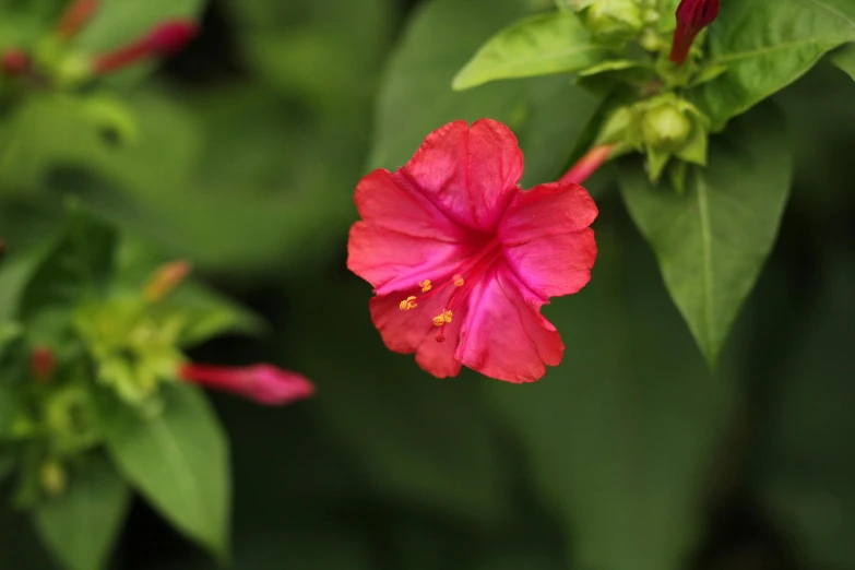 this po shows the flower and its green stems