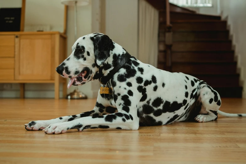 a dalmatian dog is sitting in the middle of a room