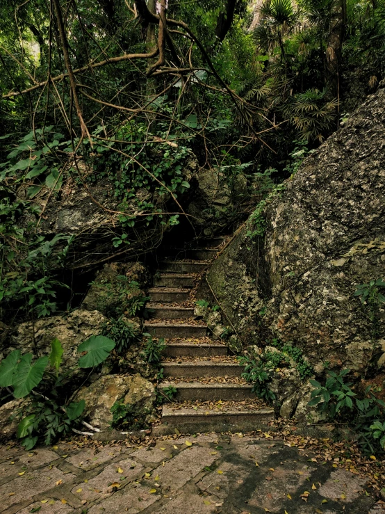 a stone stairway in the jungle surrounded by trees